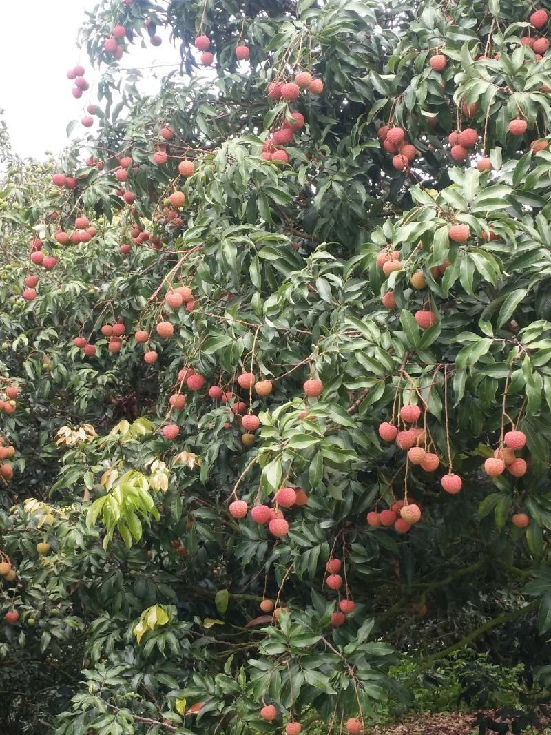 广东优质荔枝桂味，黑叶等各品种正大量上市中，基地新鲜直供