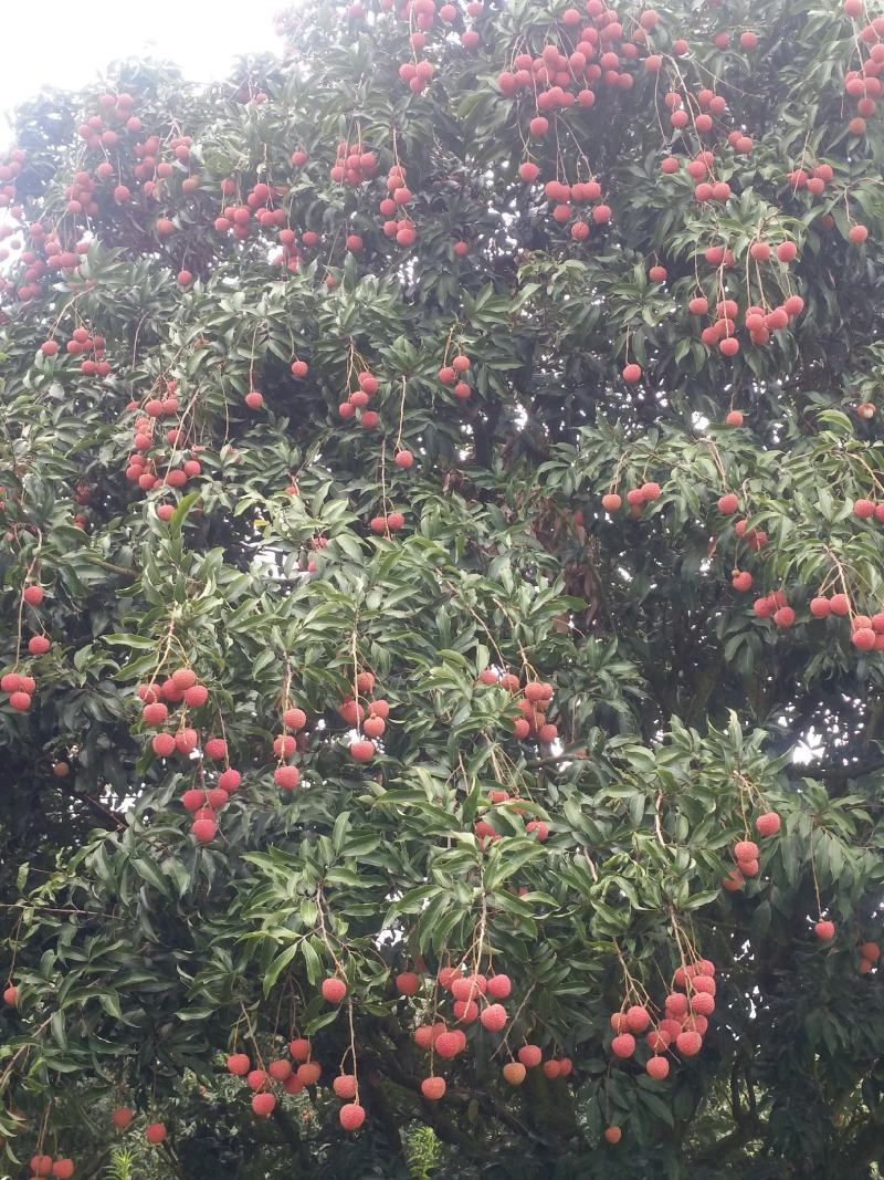 广东优质荔枝桂味，黑叶等各品种正大量上市中，基地新鲜直供