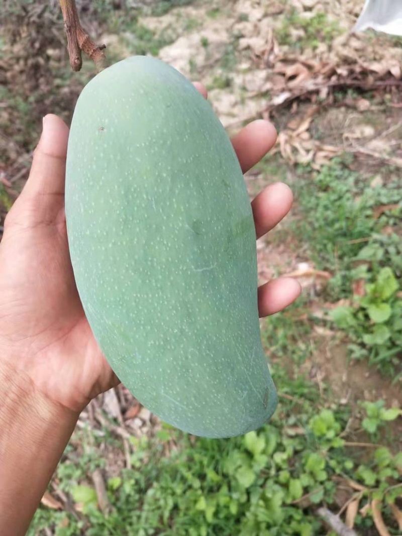 云南保山大青芒果大量上市，有需要的朋友可以联系我！