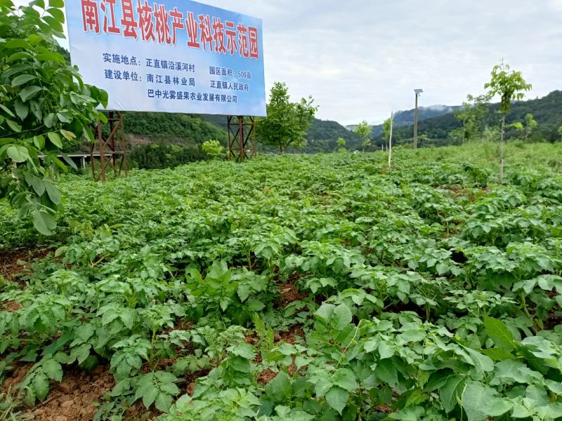 基地直供，核桃林下纯生态套种土豆