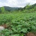 基地直供，核桃林下纯生态套种土豆