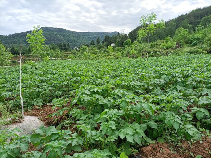 基地直供，核桃林下纯生态套种土豆
