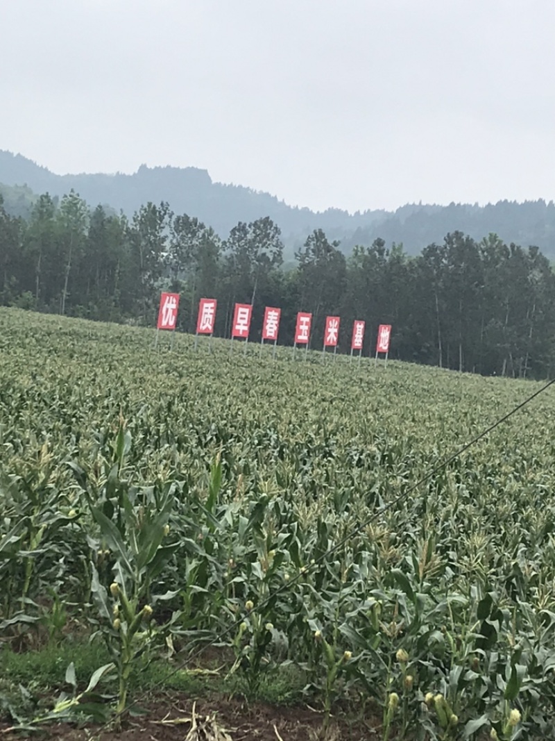 万糯玉米