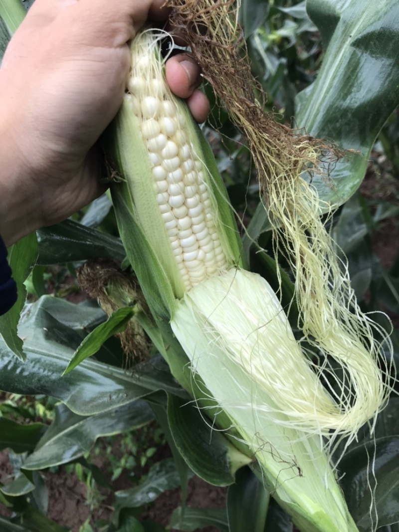 万糯玉米
