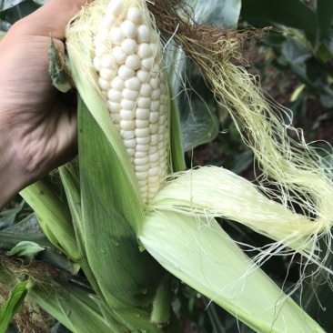 万糯玉米