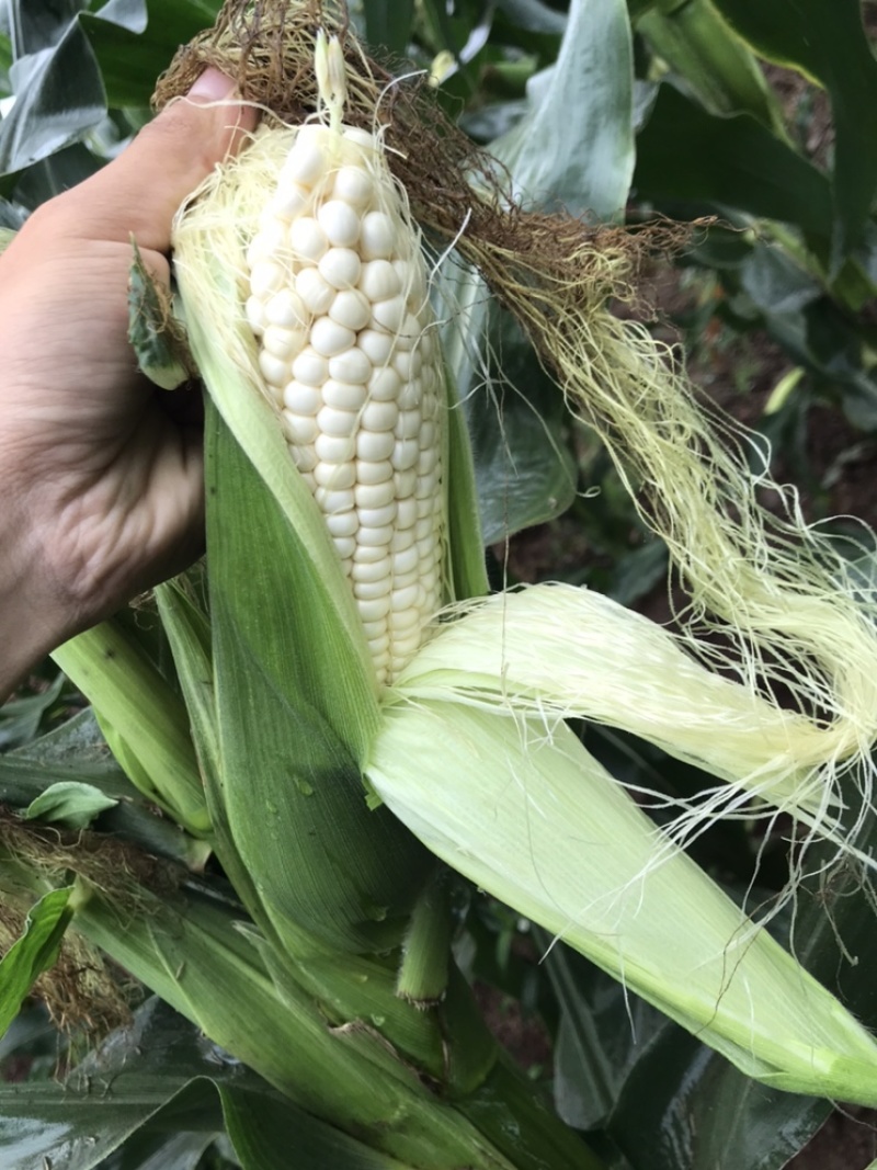 万糯玉米