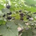 金舟蜜216/南瓜种子/贝贝南瓜种子/绵蔬种业/蔬菜种子