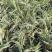 花叶芦竹芦竹盆栽花叶芦竹白洋淀瑞荷水生植物