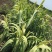 花叶芦竹芦竹盆栽花叶芦竹白洋淀瑞荷水生植物