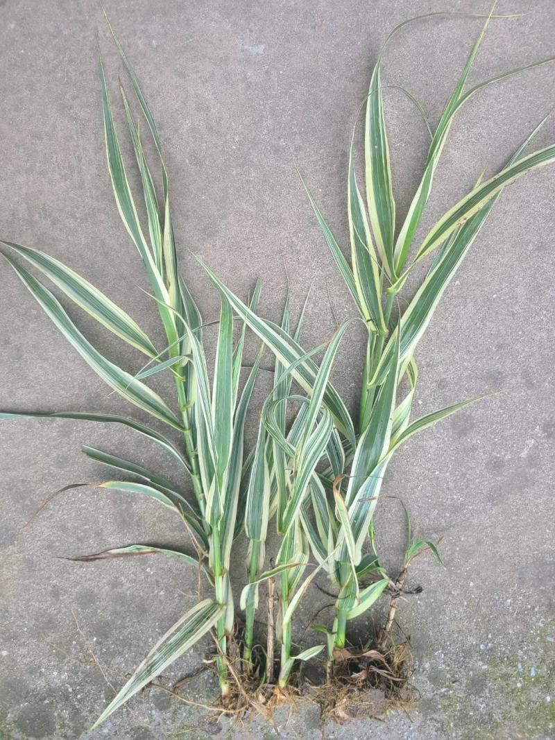 花叶芦竹芦竹盆栽花叶芦竹白洋淀瑞荷水生植物
