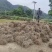 钩藤苗金钩藤双沟一手货源出去中间商赚差价