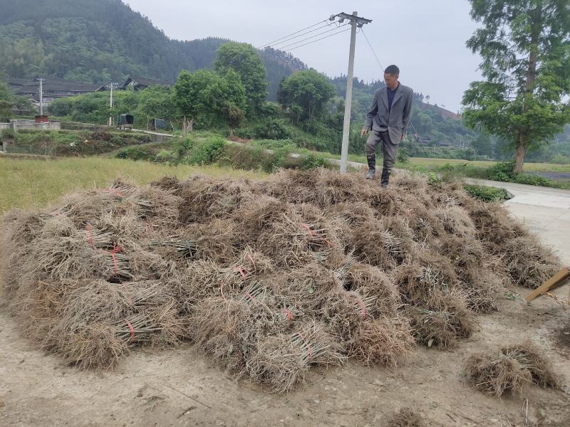 钩藤苗金钩藤双沟一手货源出去中间商赚差价
