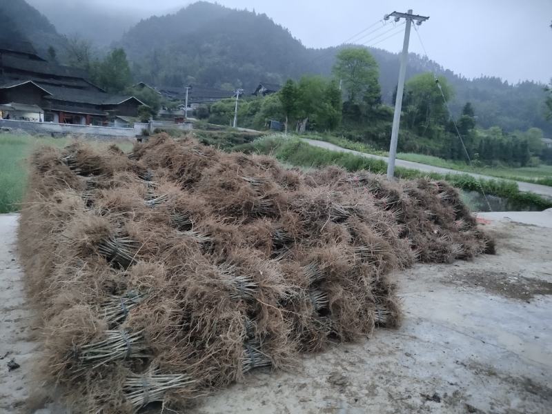 钩藤苗金钩藤双沟一手货源出去中间商赚差价