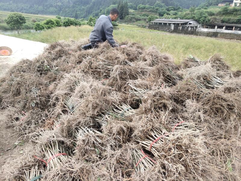 钩藤苗金钩藤双沟一手货源出去中间商赚差价