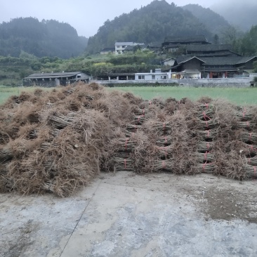 钩藤苗金钩藤双沟一手货源出去中间商赚差价