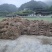 钩藤苗金钩藤双沟一手货源出去中间商赚差价