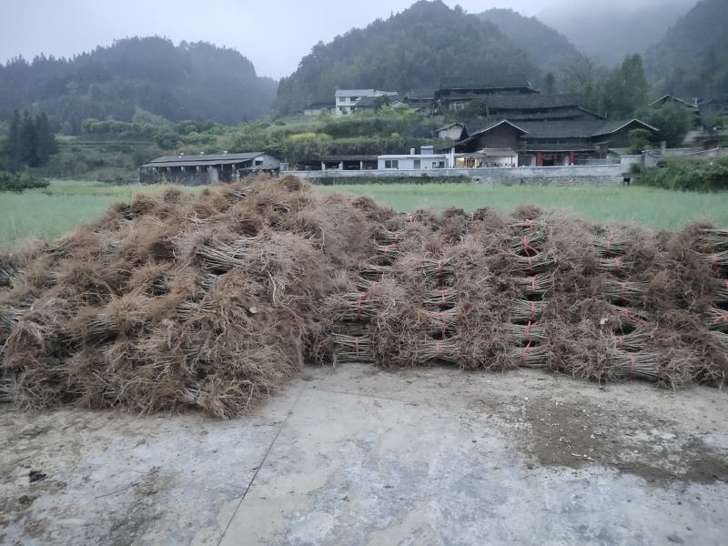 钩藤苗金钩藤双沟一手货源出去中间商赚差价