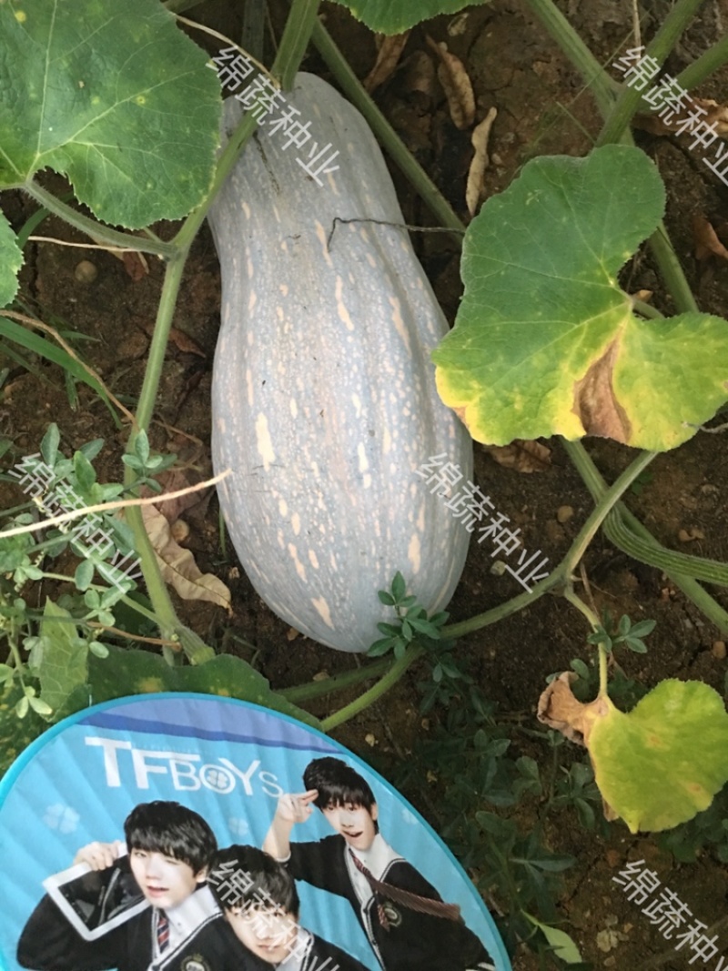 金舟蜜600/南瓜种子/蜜本南瓜种子/蔬菜种子/绵蔬