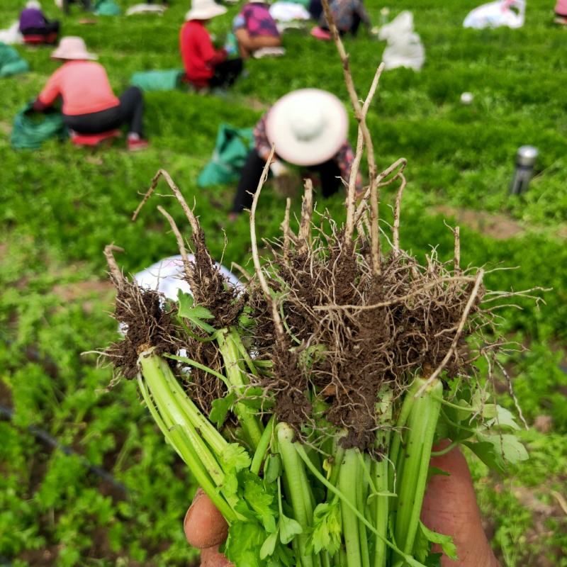 【精品】芹菜苗，品种多，价格低常年供一手货源保成活率