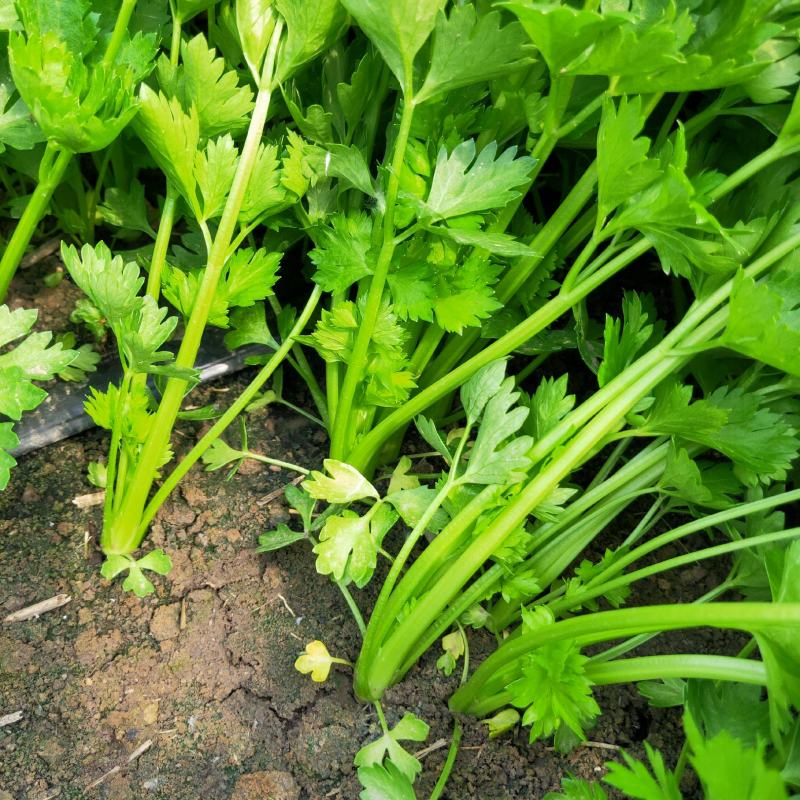 芹菜苗，品种多，价格低。常年供货，一手货源保成活率，