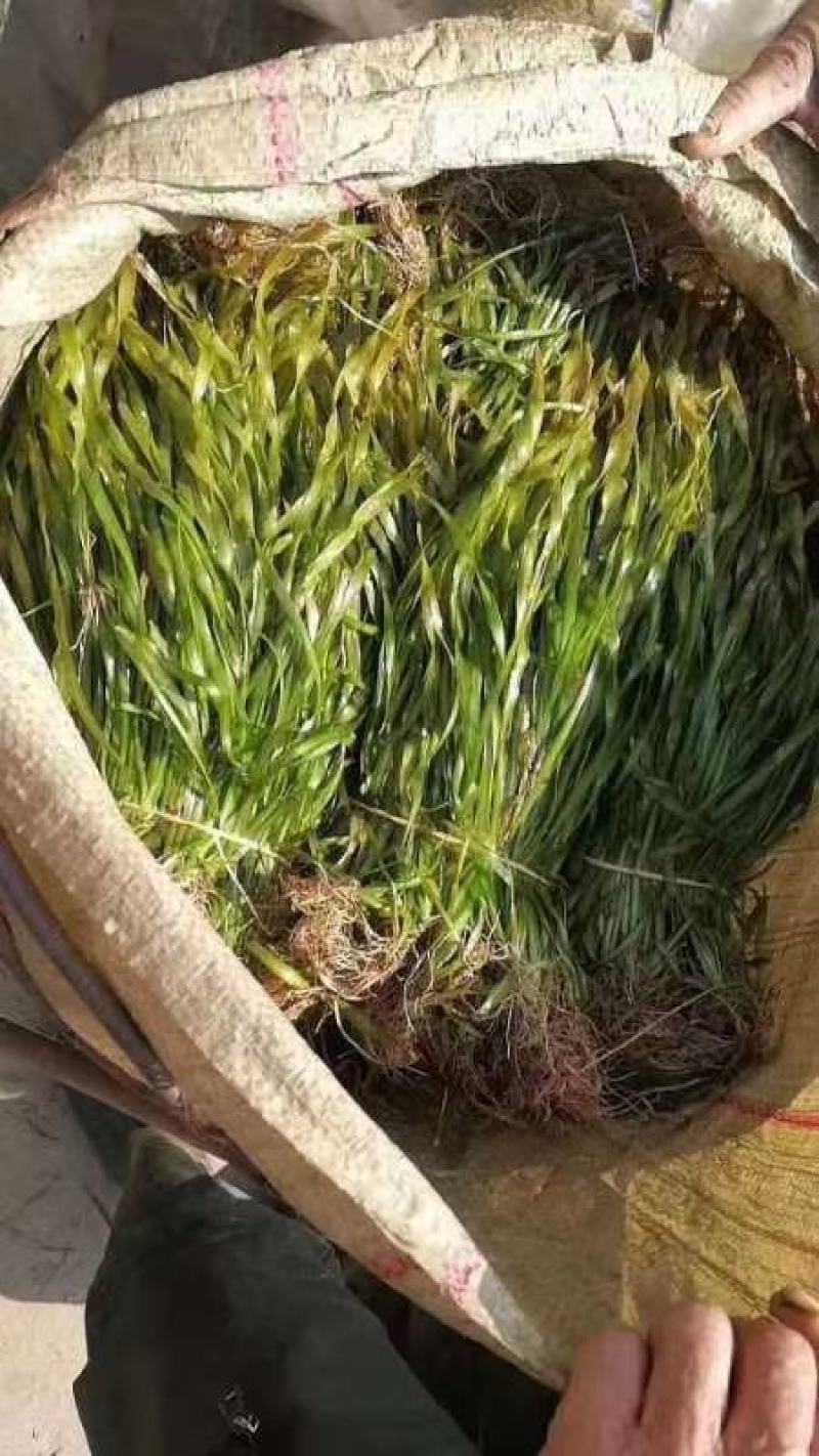 苦草刺苦草矮生苦草各种沉水植物种植水质净化工程