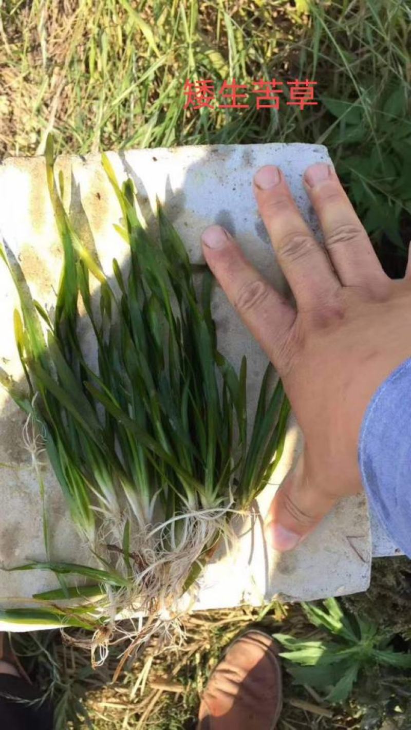 苦草刺苦草矮生苦草各种沉水植物种植水质净化工程