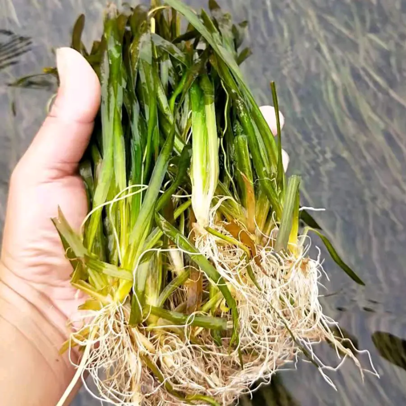 苦草刺苦草矮生苦草各种沉水植物种植水质净化工程