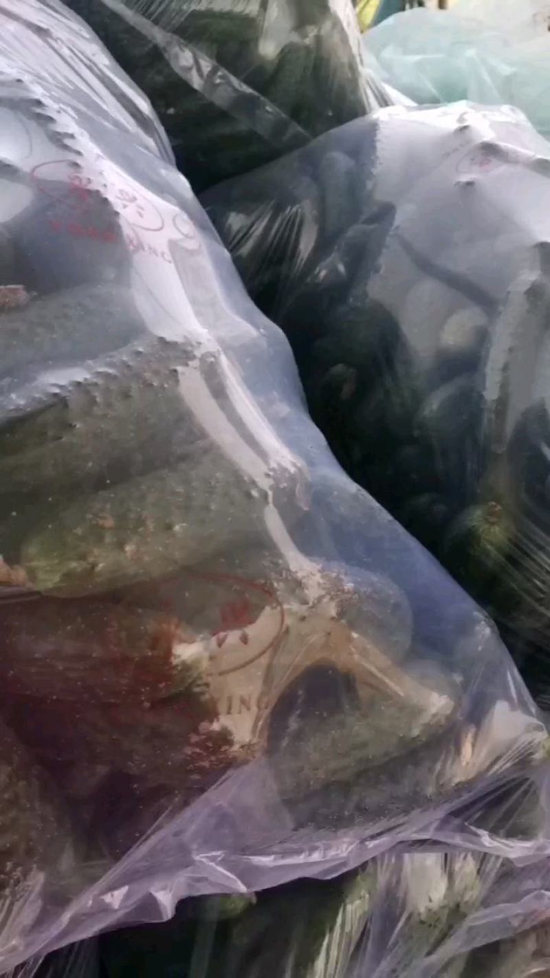 果实颜色呈油绿或翠绿。鲜嫩的黄瓜顶花带刺，果肉脆甜多汁，