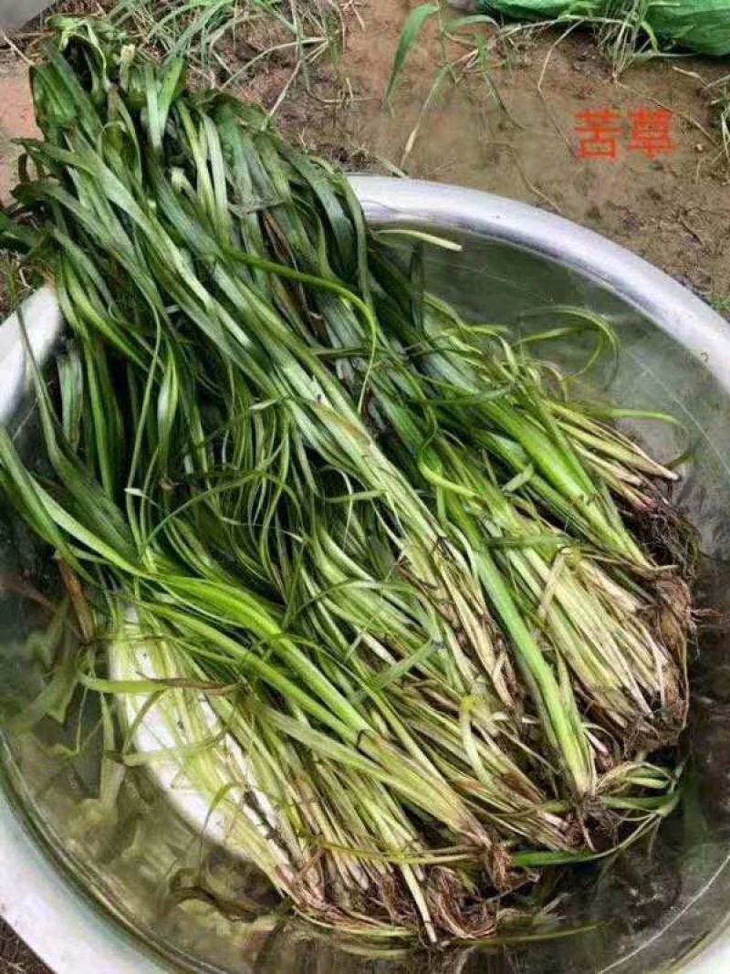 苦草刺苦草矮生苦草各种沉水植物种植水质净化工程