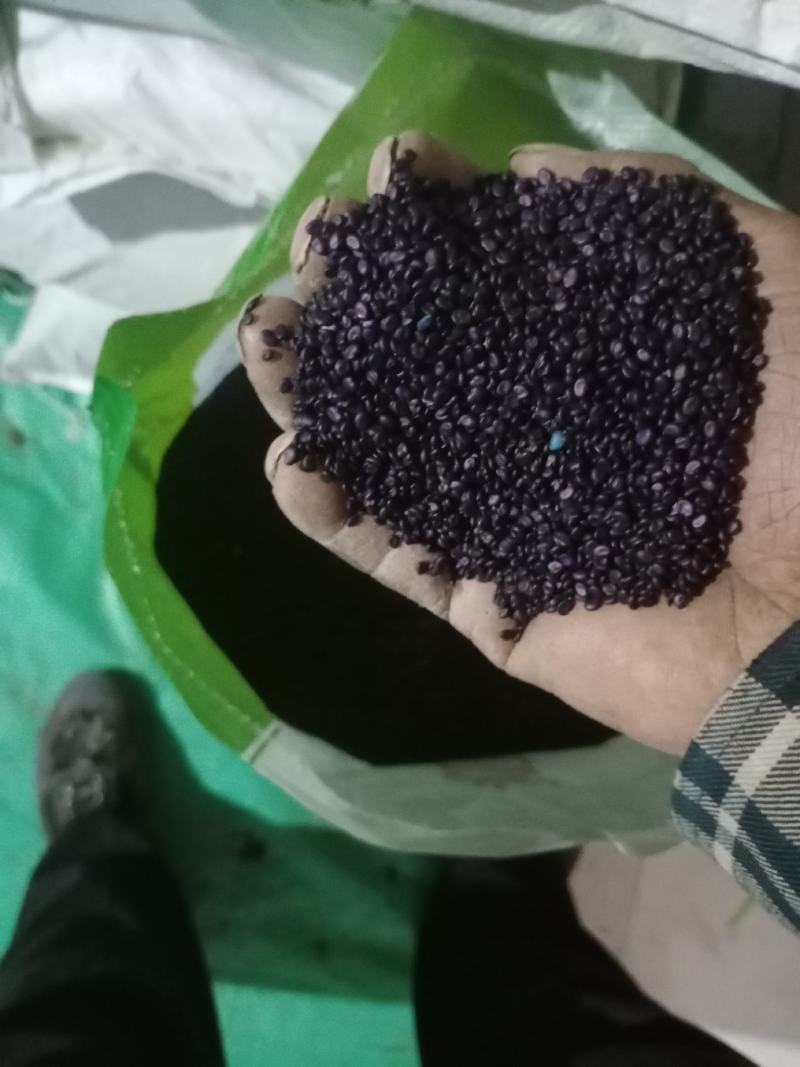出售黄芪苗子？黄芪种子