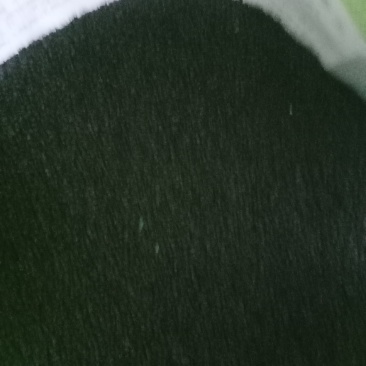 出售黄芪苗子？黄芪种子