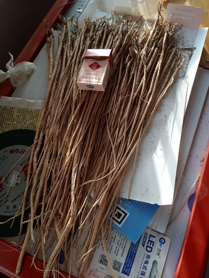 出售黄芪苗子？黄芪种子