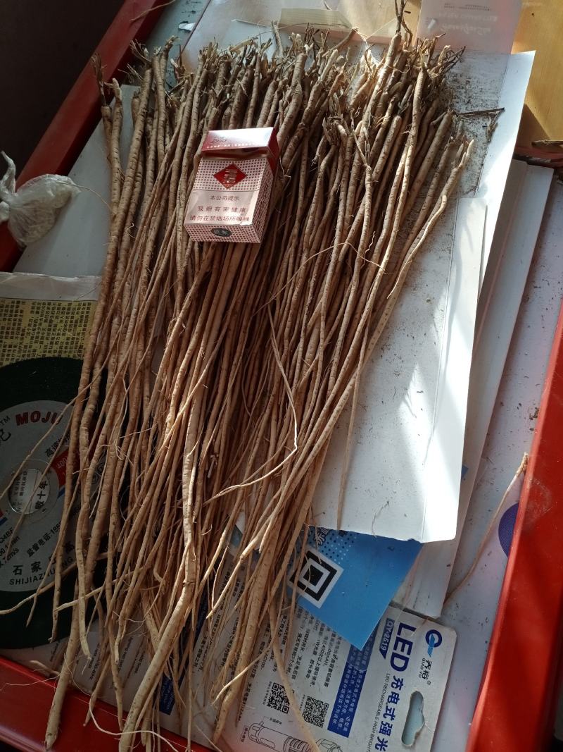 出售黄芪苗子？黄芪种子