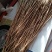 出售黄芪苗子？黄芪种子