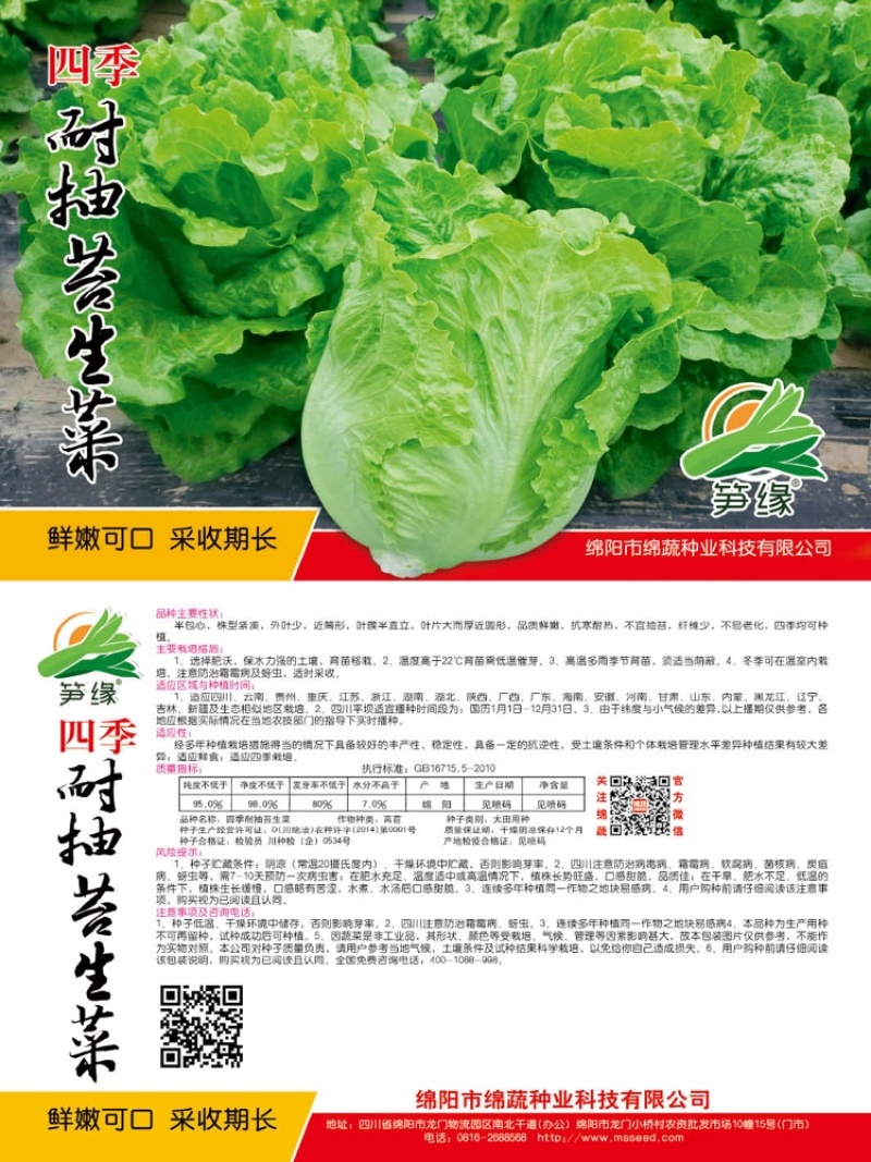 四季耐抽苔生菜/生菜种子/叶菜种子/蔬菜种子/绵蔬