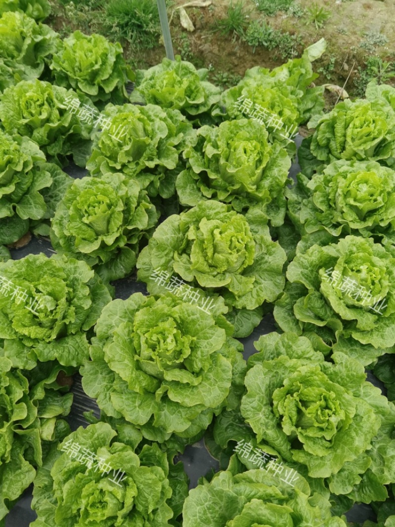 四季耐抽苔生菜/生菜种子/叶菜种子/蔬菜种子/绵蔬