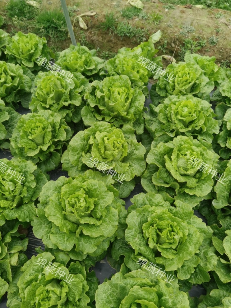 四季耐抽苔生菜/生菜种子/叶菜种子/蔬菜种子/绵蔬