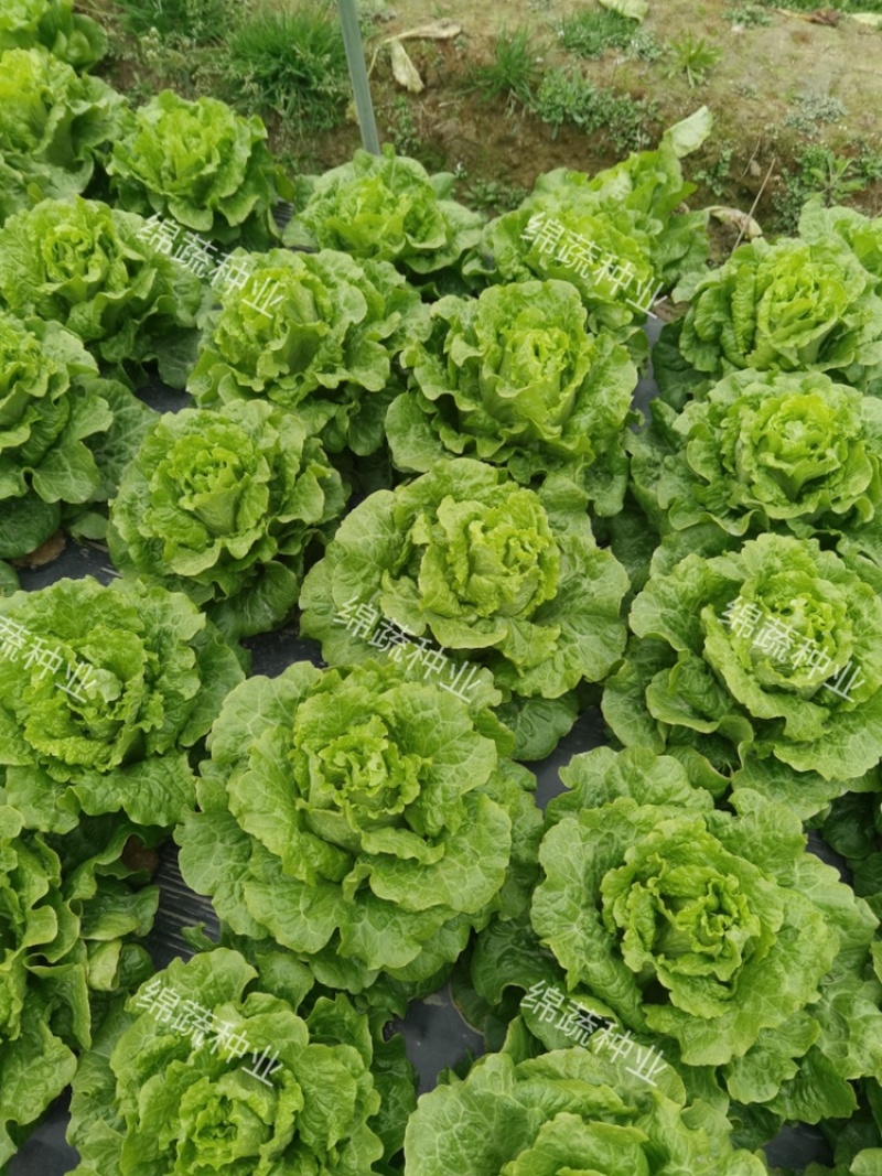 四季耐抽苔生菜/生菜种子/叶菜种子/蔬菜种子/绵蔬