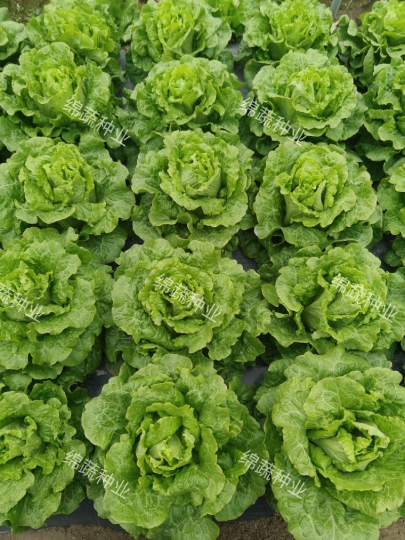 四季耐抽苔生菜/生菜种子/叶菜种子/蔬菜种子/绵蔬