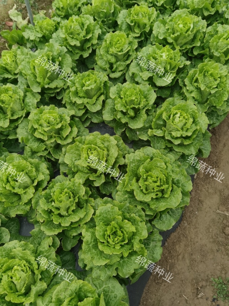 四季耐抽苔生菜/生菜种子/叶菜种子/蔬菜种子/绵蔬