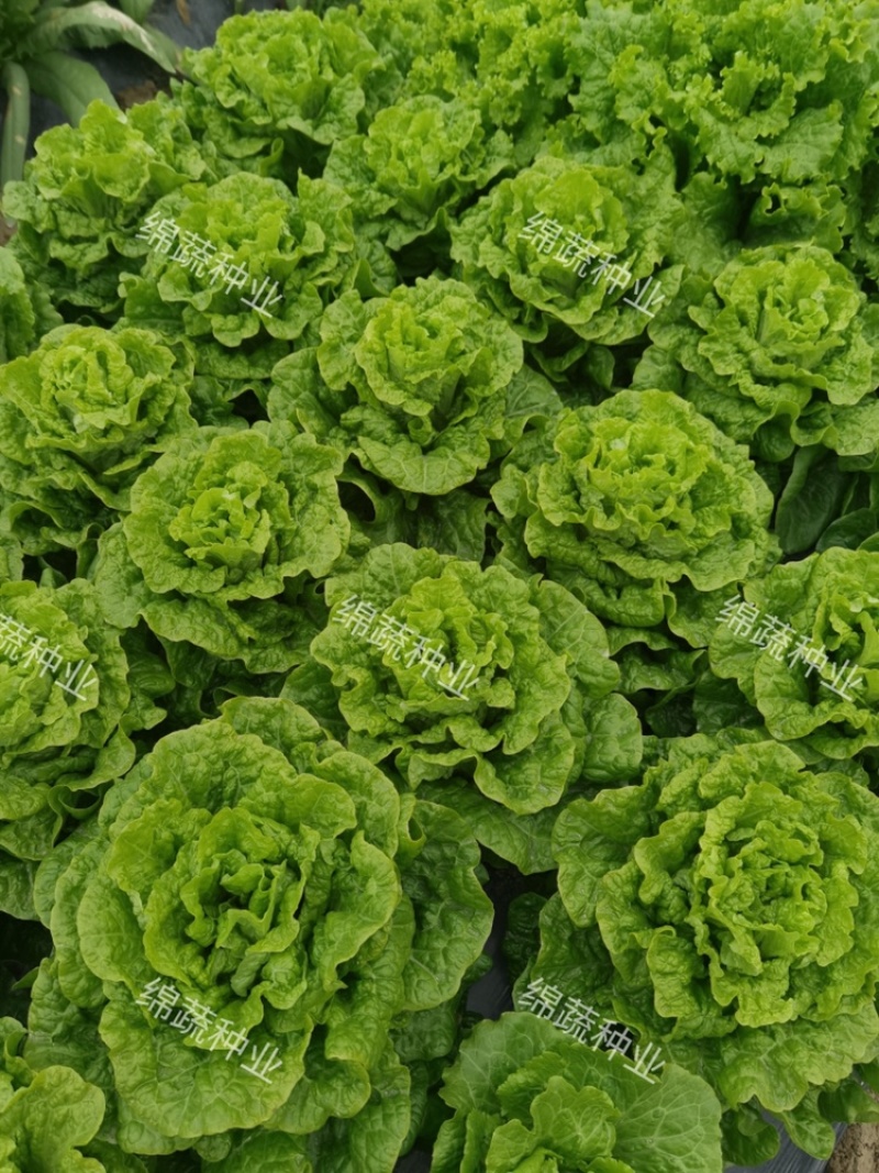四季耐抽苔生菜/生菜种子/叶菜种子/蔬菜种子/绵蔬