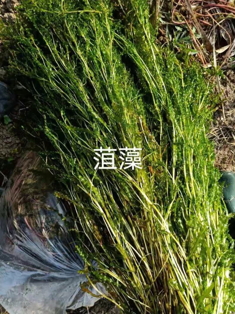 菹草菹草种子各种沉水植物种植大量供应瑞荷水生植物