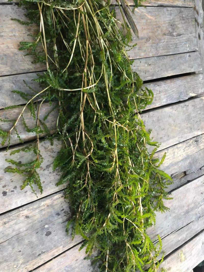菹草菹草种子各种沉水植物种植大量供应瑞荷水生植物