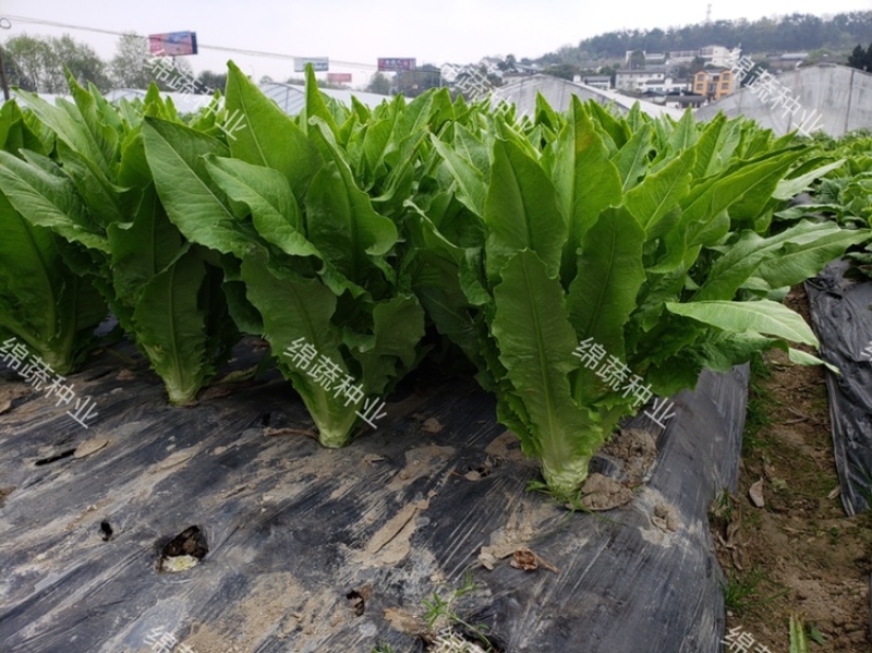 大叶香油麦/油麦菜种子/蔬菜种子/绵蔬种业