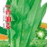 大叶香油麦/油麦菜种子/蔬菜种子/绵蔬种业