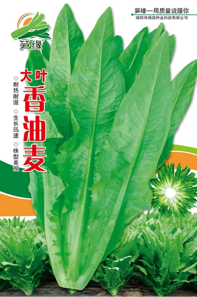 大叶香油麦/油麦菜种子/蔬菜种子/绵蔬种业