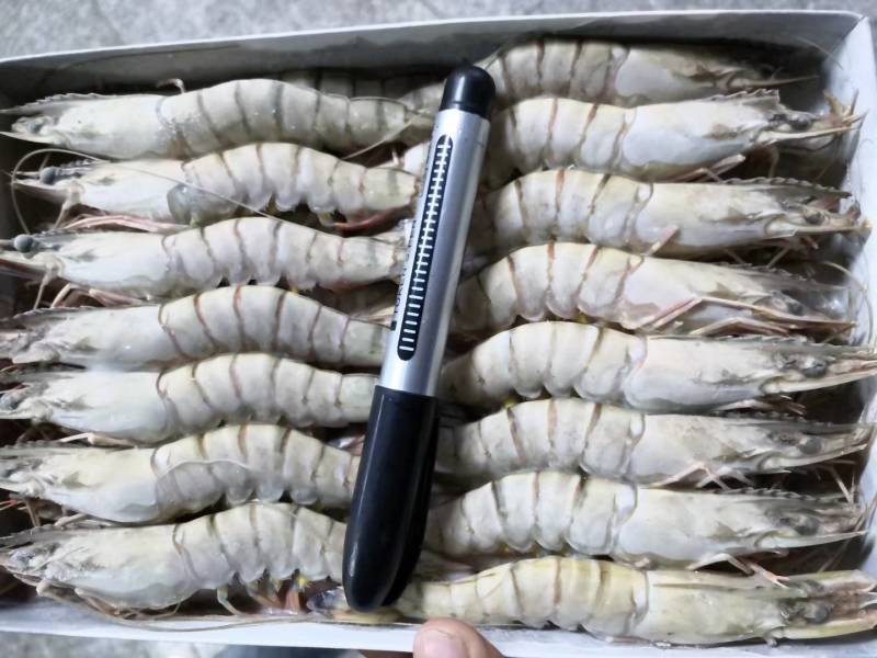黑虎虾，桂虾，鬼虾