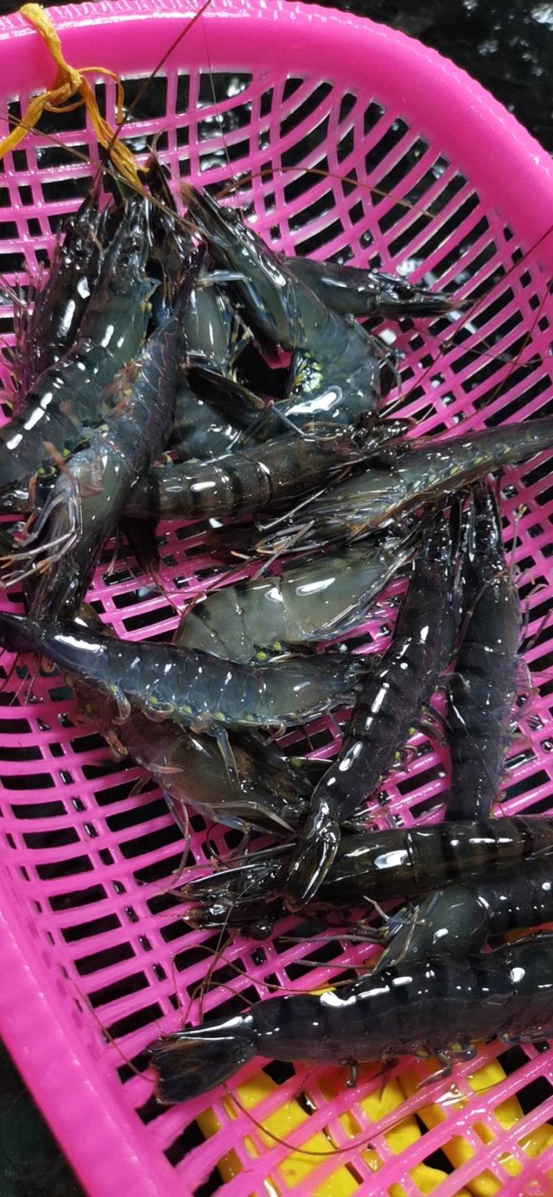 黑虎虾，桂虾，鬼虾