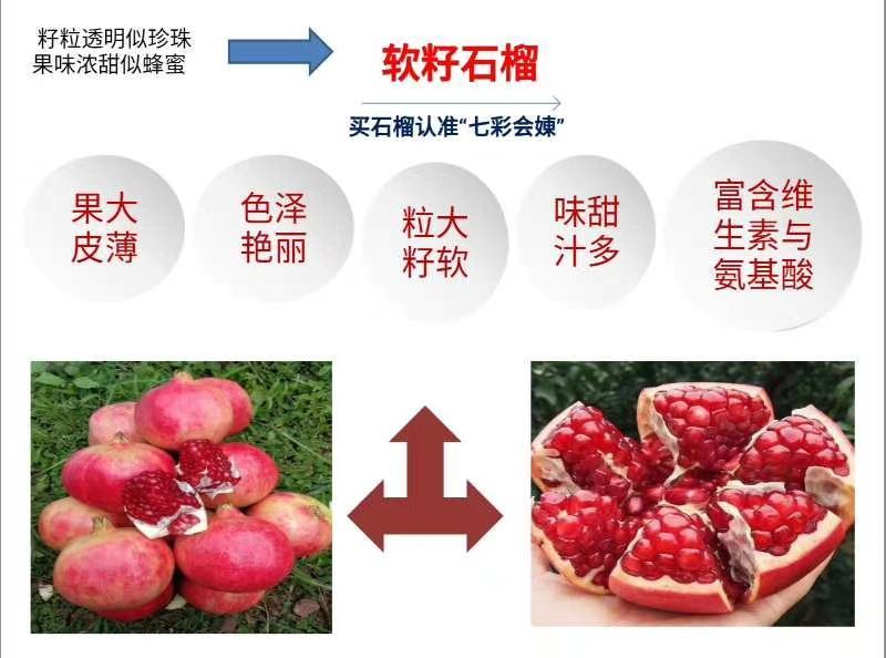 会理软籽石榴