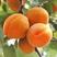 凯特杏，杏，陕西应季水果，新鲜水果，现采现发，量大。